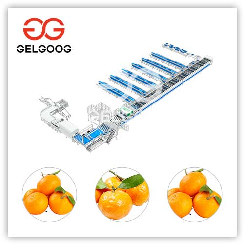orange-brix-sorting-machine
