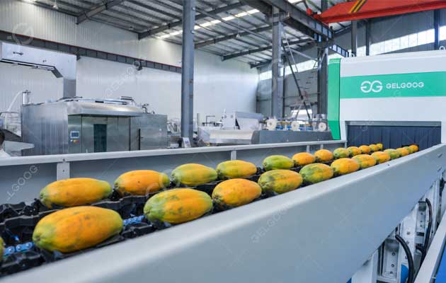 papaya-grading-line-price