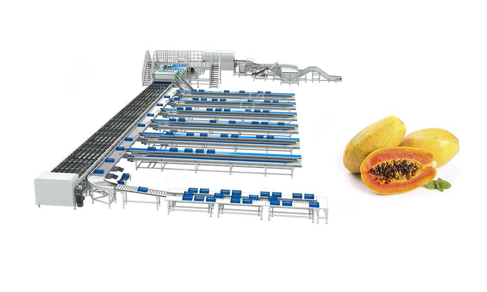 papaya-grading-line