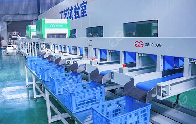 fresh fruit sorting line