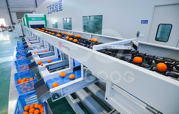 fruit-brix-sorting-machine-for-sale