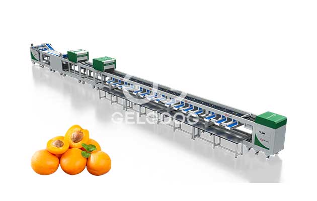 Apricot-Sorting-and-Grading-Line