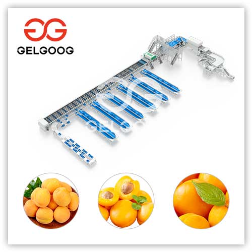 apricot-grading-machine