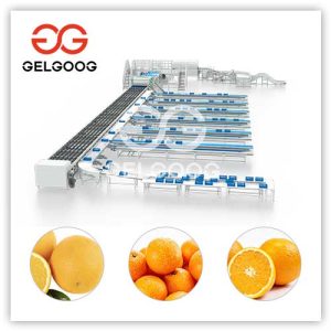 automatic-orange-sorting-machine