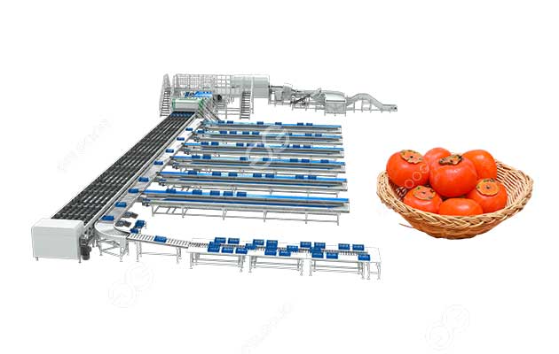 automatic-persimmon-grading-machine