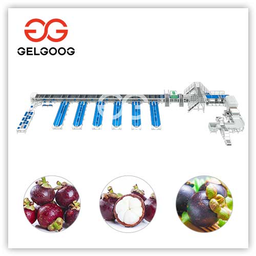 mangosteen-grading-machine