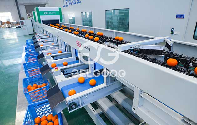 orange-grading-machine-for-sale