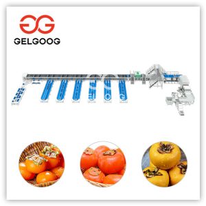 persimmon-sorting-line