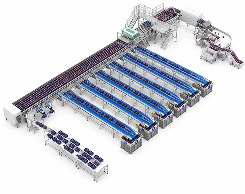 plum-grading-equipment-for-sale