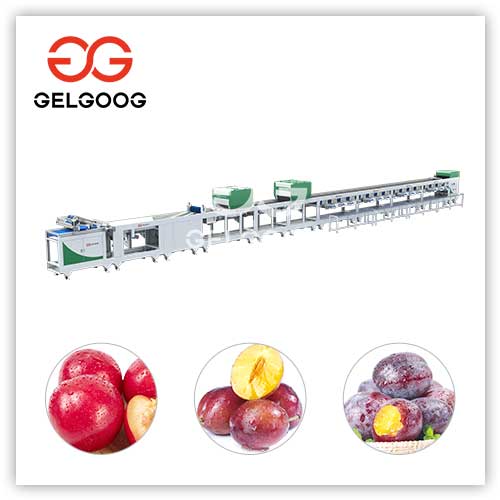plum-sorting-machine