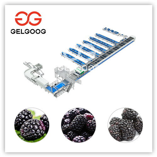 Blackberry-Sorter Blackberry-Sorter