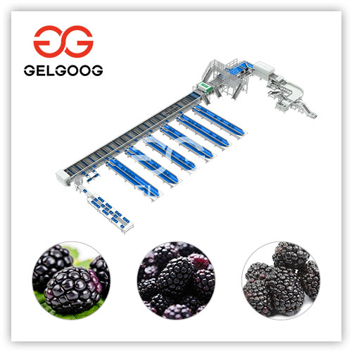 Blackberry-Sorting-Machine Blackberry-Sorting-Machine