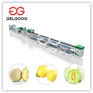 Melon-Sorting-Machine